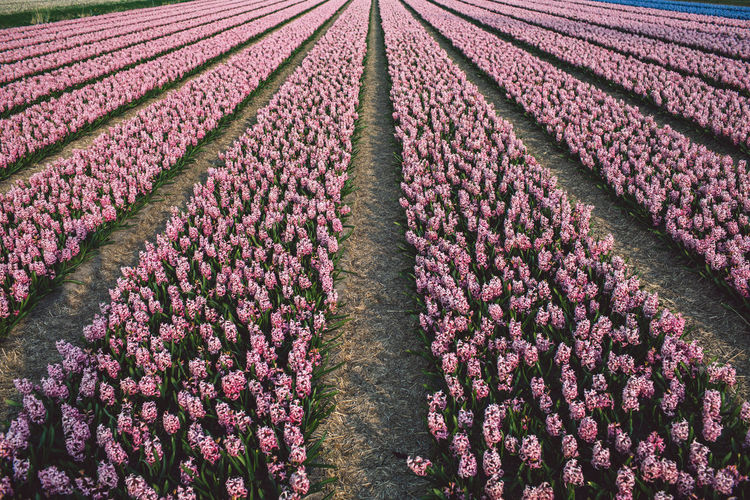 Panoramic view of purple flowering plants on field