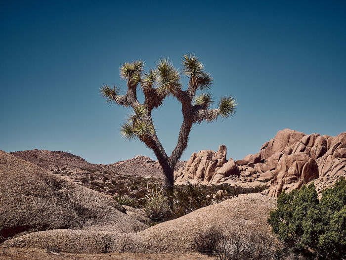 Plant on rock formation in desert against clear blue sky