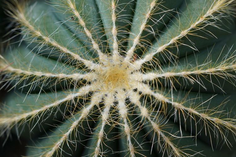 Full frame shot of succulent plant