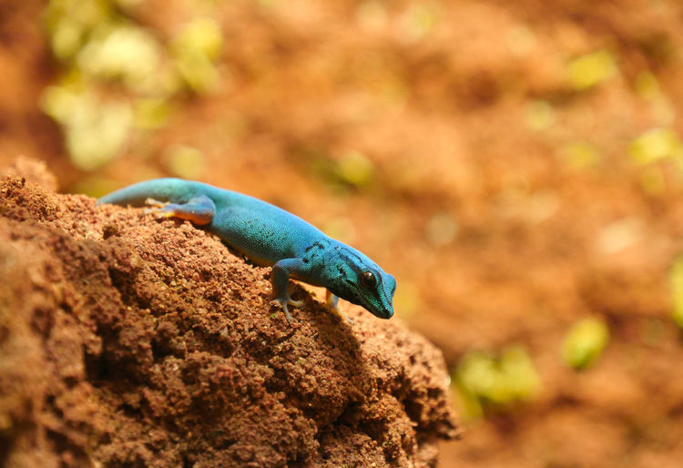 Close-up of lizard on rock
