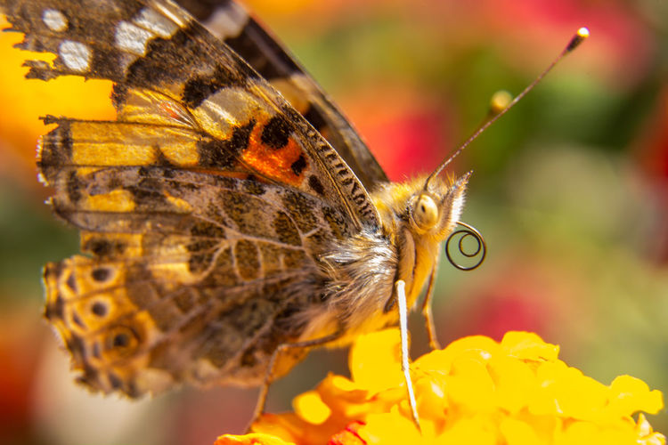 Close-up of butterfly on flower