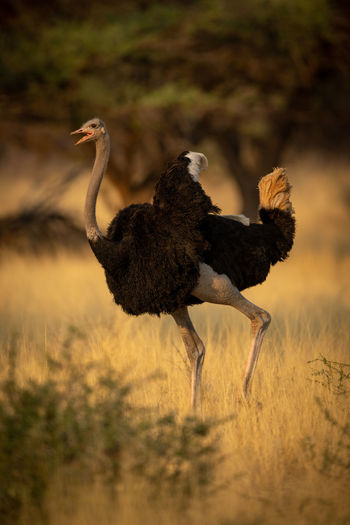 Male common ostrich runs squawking through savannah