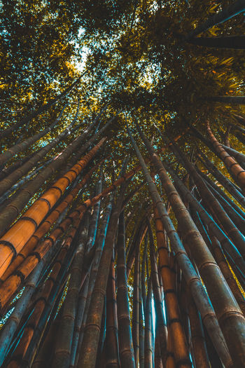 Low angle view of bamboo trees 
