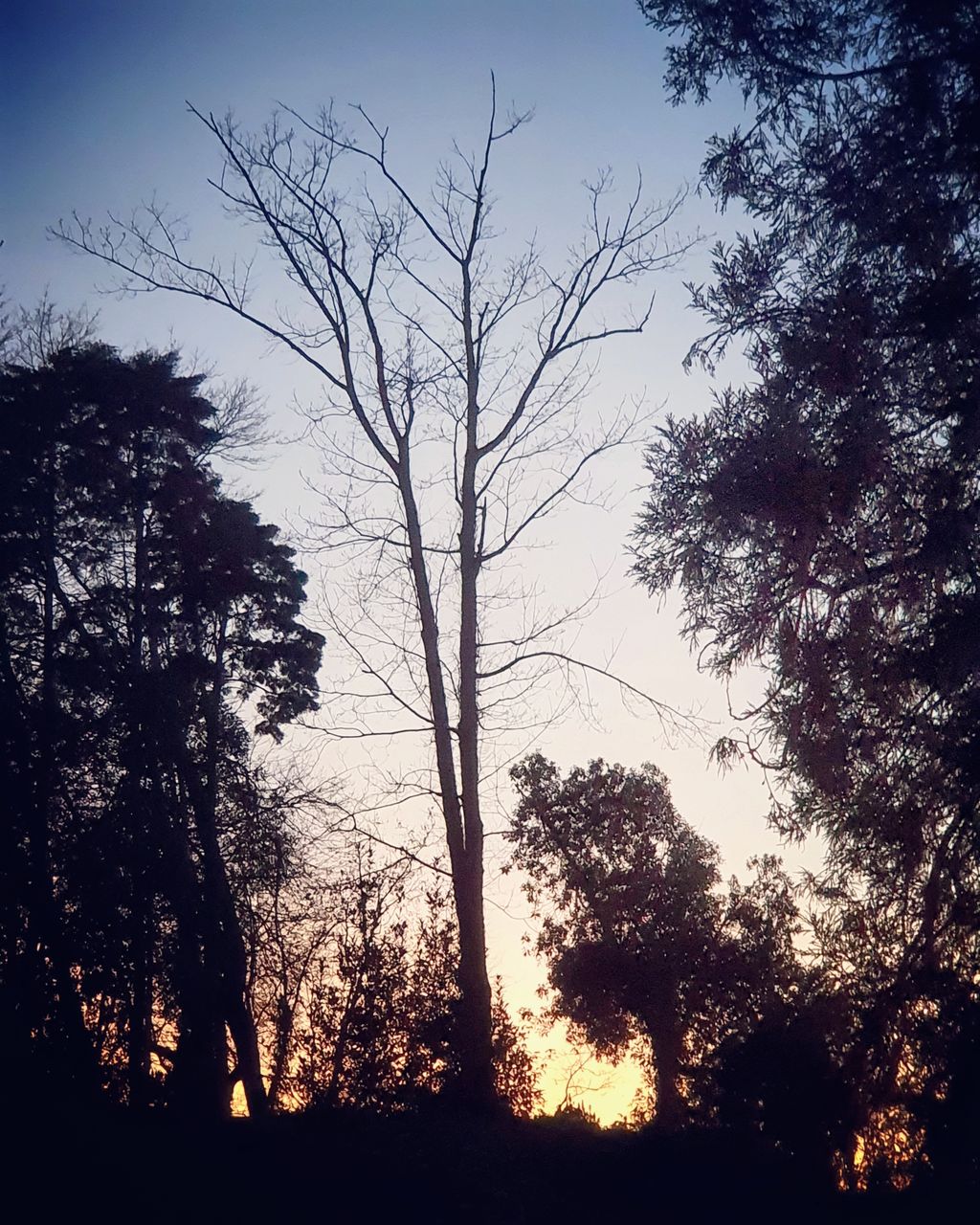 tree, plant, nature, sky, silhouette, morning, beauty in nature, no people, tranquility, branch, sunlight, scenics - nature, tranquil scene, darkness, land, growth, outdoors, forest, dawn, environment, cloud, non-urban scene, low angle view, landscape, tree trunk, trunk, leaf