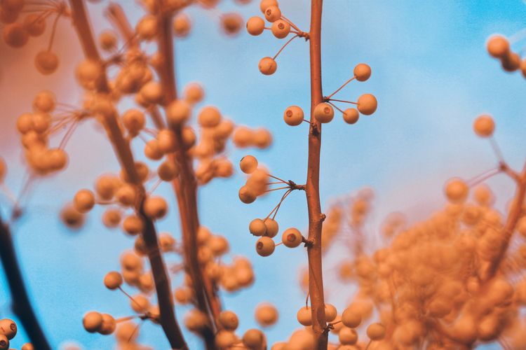 Low angle view of orange berries against blue sky
