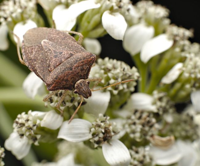 Brown stink bug on frostweed flower