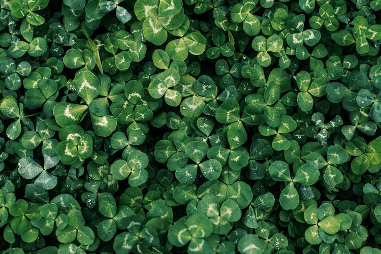 Green clover leaves natural background, st patrick's day