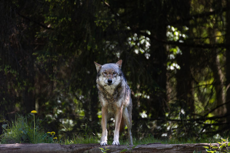 Portrait of an animal standing in forest