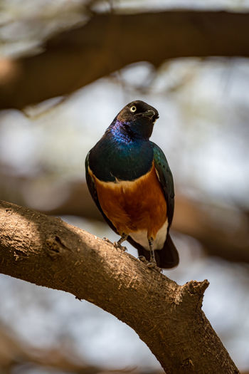 Bird perching on branch