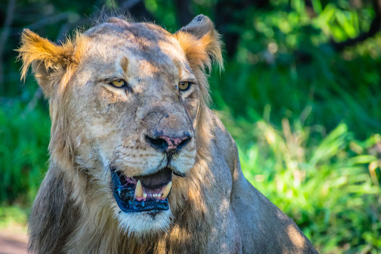 Portrait of lion