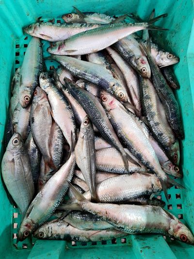High angle view of fish for sale in market