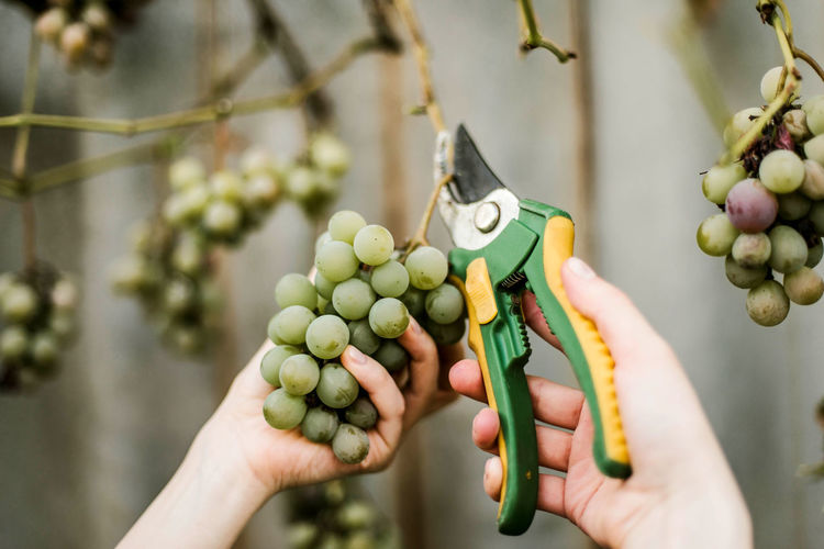 Cropped hands of woman harvesting grapes