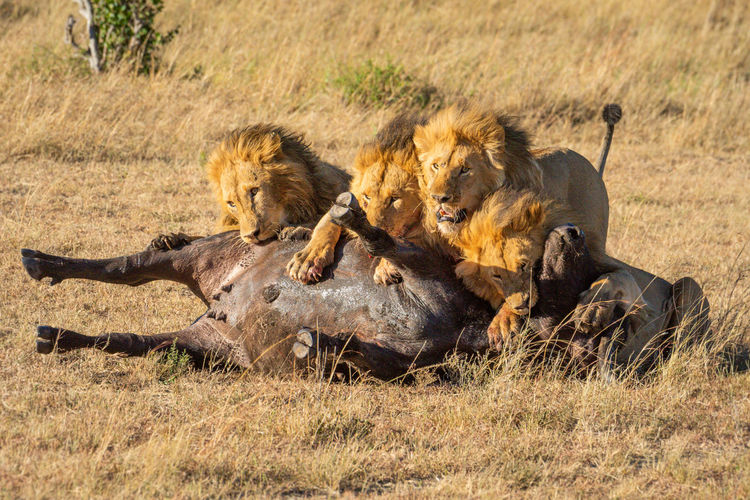 Four male lions feeding on buffalo carcase