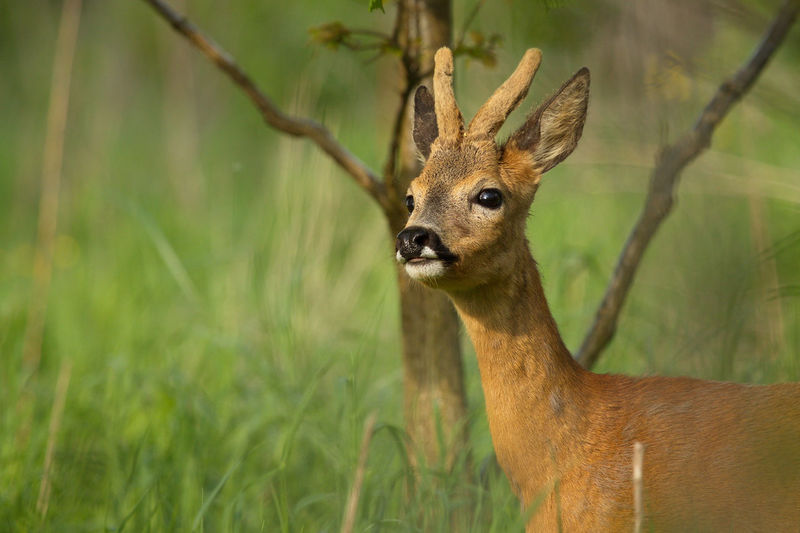 Roe deer on field
