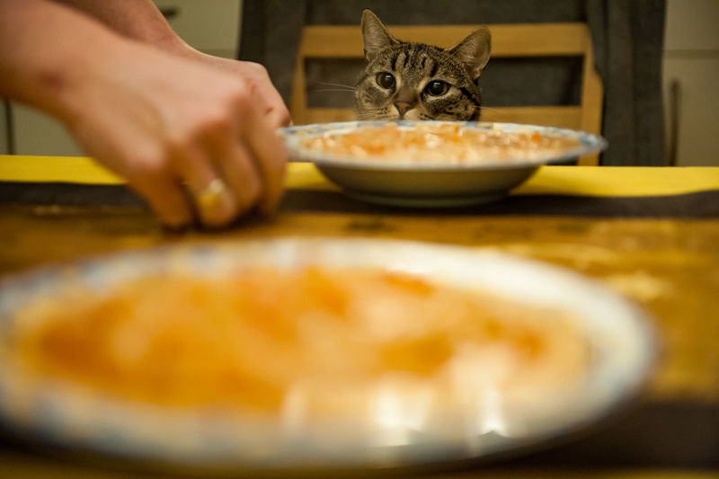 Cat looking away