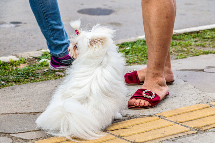 Low section of person with dog on footpath