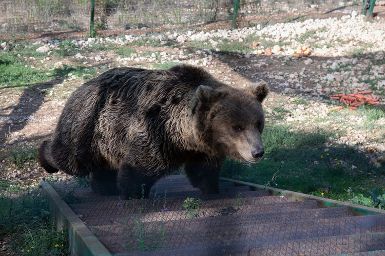 European brown bear in captivity, in an enclosed wildlife area.