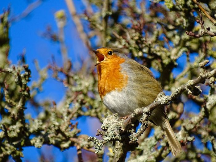 Singing robin in a tree in the spring sunshine 