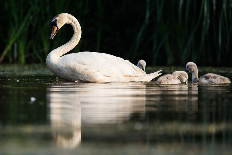 Family of mute swan, cygnus olor on a feeding ground with young at dawn