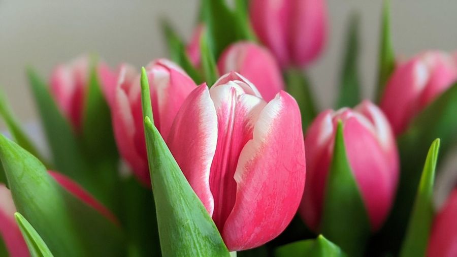 Close-up of pink tulips