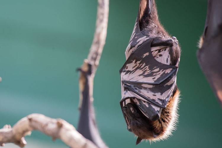 Flying foxes at outdoors