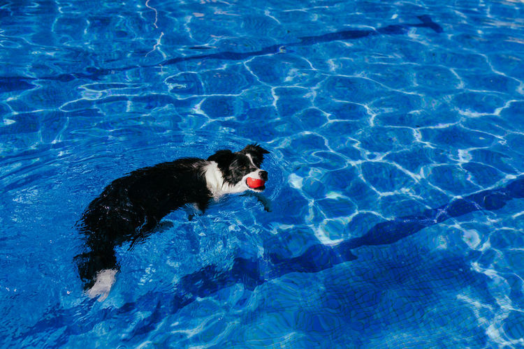 Funny border collie dog swimming in pool. summer time, vacation and lifestyle