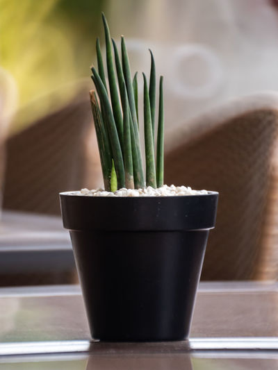 Close-up of succulent plant on table
