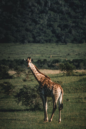 Side view of giraffe standing on field in forest