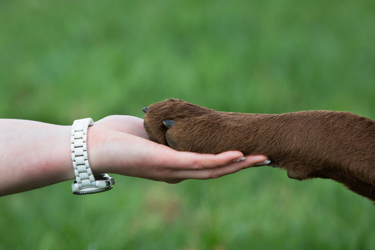 Close-up of a hand holding the leg of an animal
