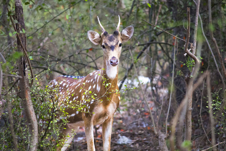 Portrait of spotted deer at sanjay gandhi national park