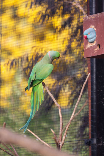 Bird perching on a metal