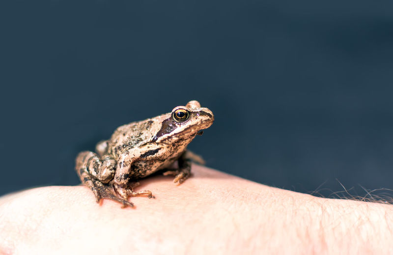Slim, reddish-brown moor frog rana arvalis sitting on a man's hand