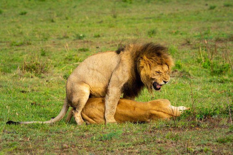 Male lion growls whilst mating with female