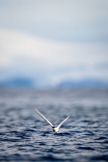 Close-up of bird flying over sea