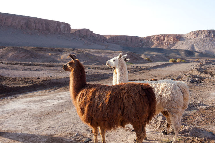 Alpacas at the taira community in the atacama desert, chile