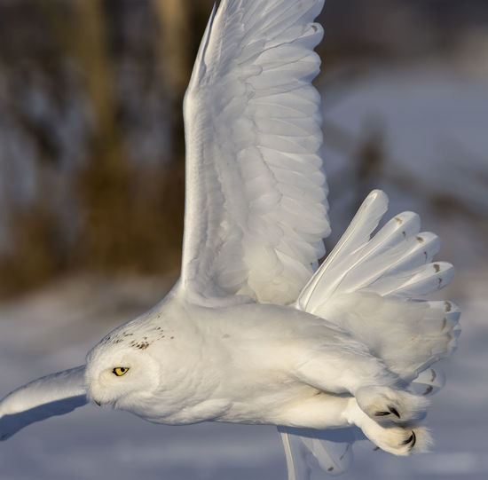 Close-up of seagull flying
