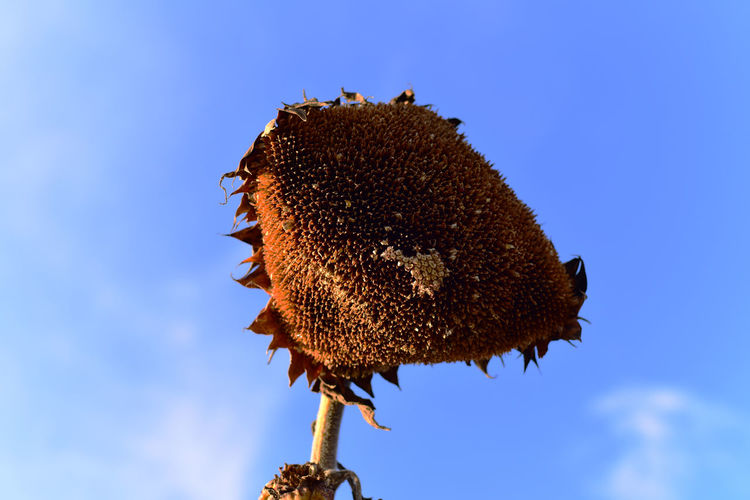 Low angle view of bee on blue against sky