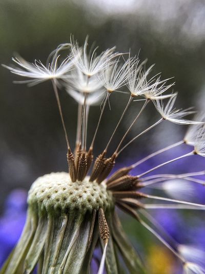 Macro shot of dandelion seeds