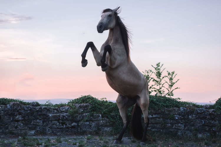 Horse reating against sky during sunset
