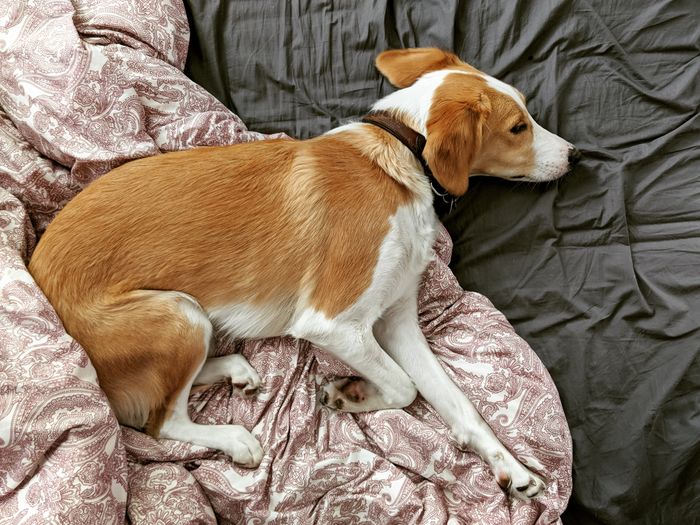 High angle view of dog sleeping on sofa
