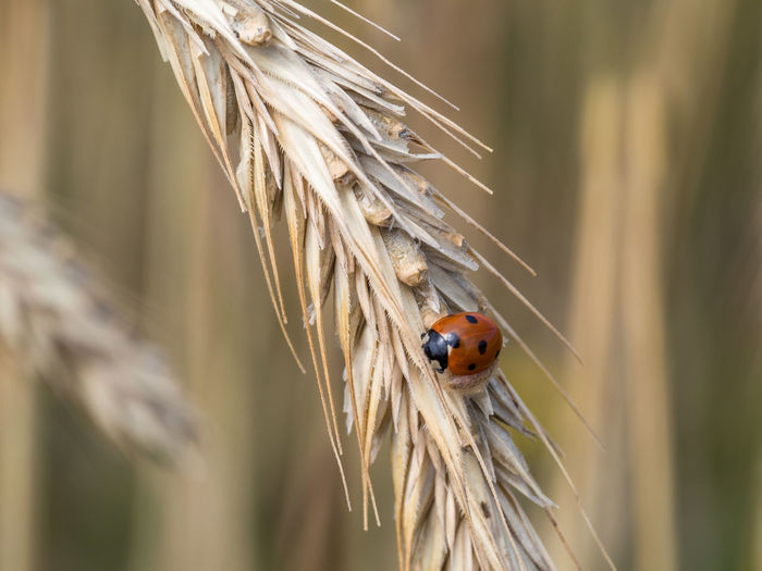 Close-up of ladybug on dry plant