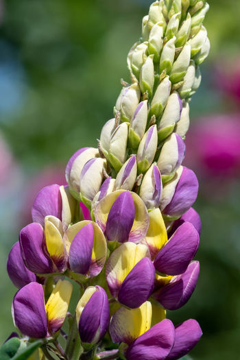 Close up of a purple and yellow lupin flower in bloom