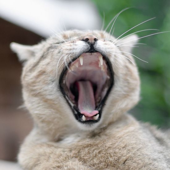 Close-up of cat yawning outdoors