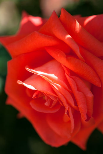 Close-up of red rose blooming outdoors