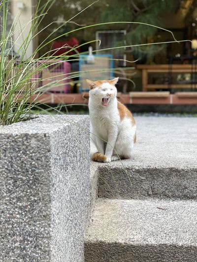 Cat looking away while sitting on retaining wall