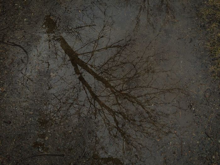 Trees in water
