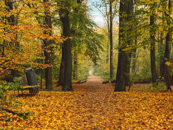 autumn