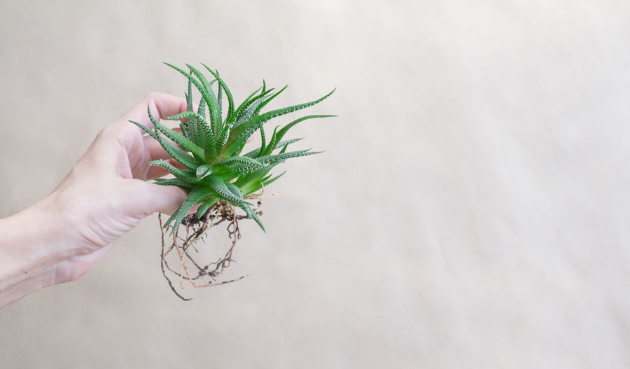 Succulent, haworthia striped haworthia fasciata in female hand, haworthia root on paper background