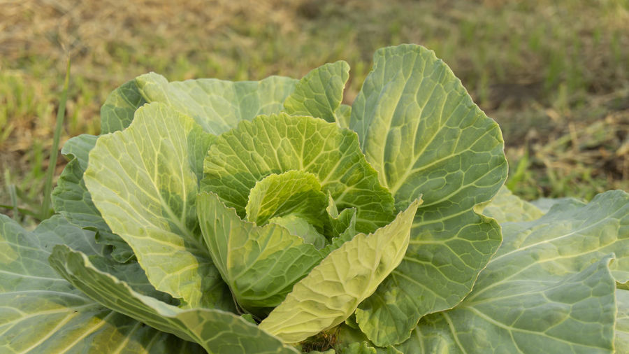 Green leaf of white cabbage plant in green vegetable plantation field