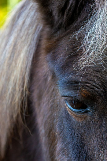 Close-up of a horse